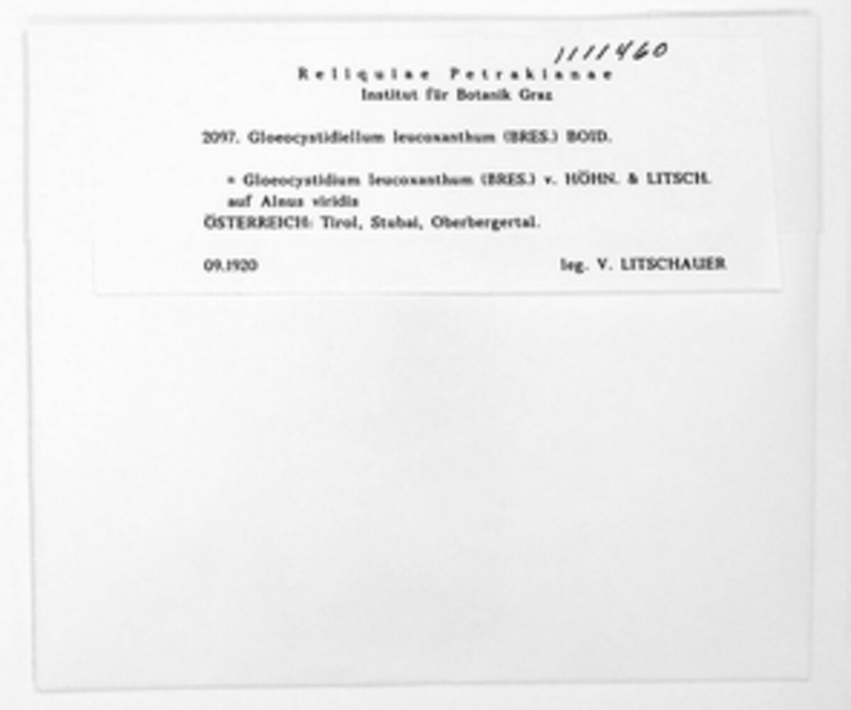 Gloeocystidiellum leucoxanthum image